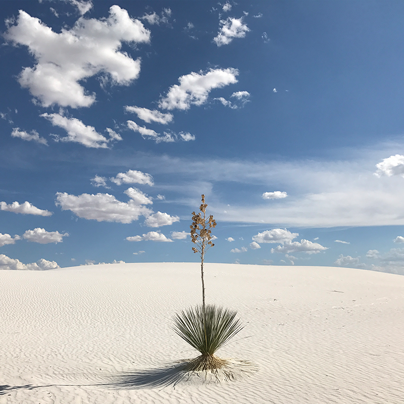 marz innovations marcom managed services A single yucca plant standing in white sand under a blue sky full of clouds