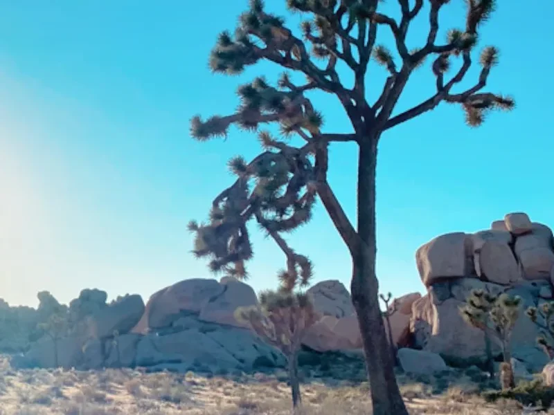 A Joshua tree standing among desert boulders and dry grass with the sun low in a clear blue sky