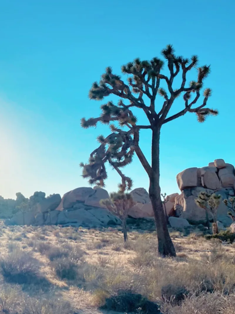 A Joshua tree standing among desert boulders and dry grass with the sun low in a clear blue sky