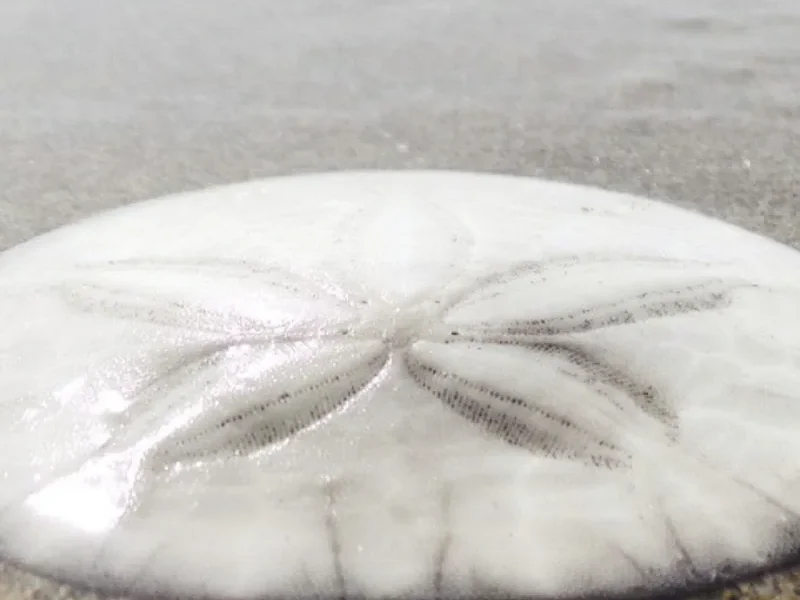A whole white sand dollar resting on wet sand at the edge of the surf