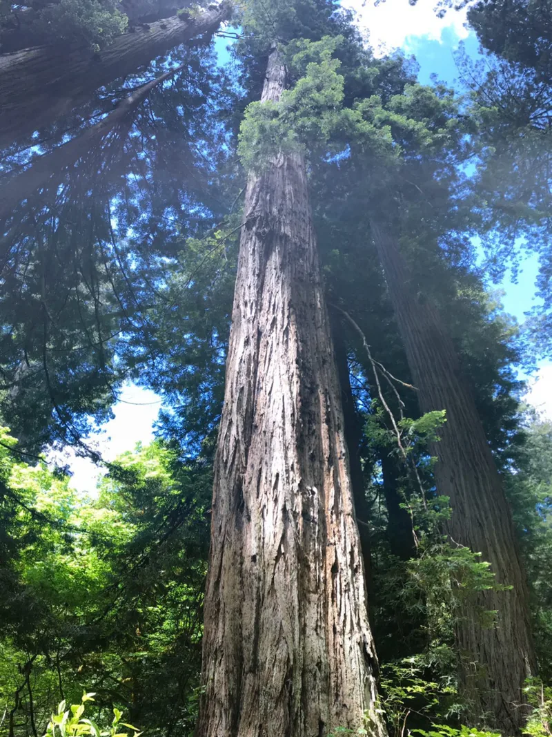 Looking straight up the trunk of a towering old-growth conifer into the forest canopy and blue sky