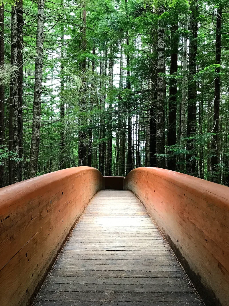 A wooden footbridge with tall timber sides leading into a dense forest of conifers